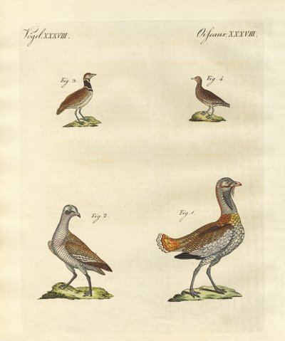Avutardas de German School