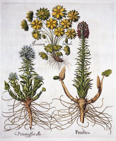 Petasitas y acónito de invierno, de Hortus Eystettensis, por Basil Besler, pub. 1613 de German School