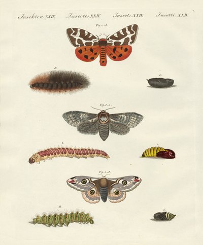 Mariposas -- mariposas nocturnas de German School