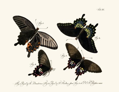 Mariposas de German School