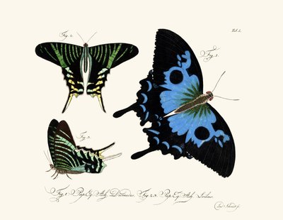 Mariposas de German School