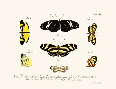 Mariposas de German School