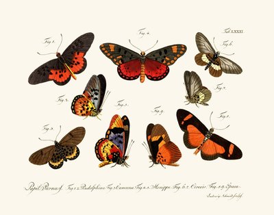 Mariposas de German School