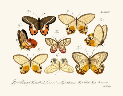 Mariposas de German School