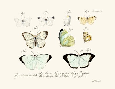Mariposas de German School