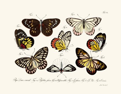 Mariposas de German School