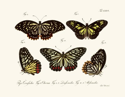 Mariposas de German School