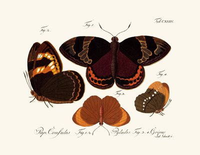 Mariposas de German School