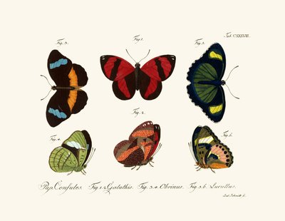 Mariposas de German School
