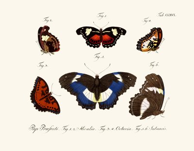 Mariposas de German School