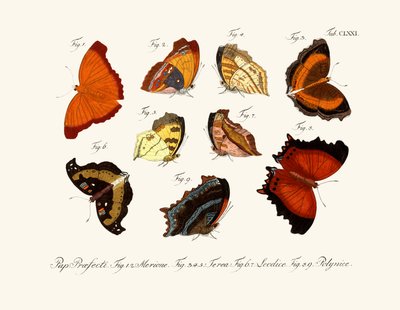 Mariposas de German School