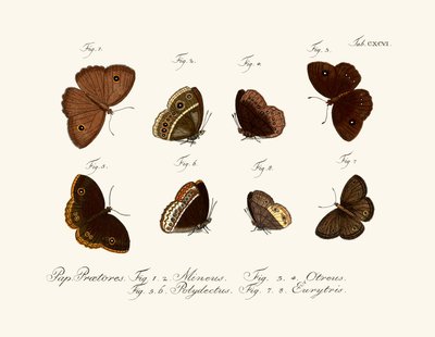 Mariposas de German School