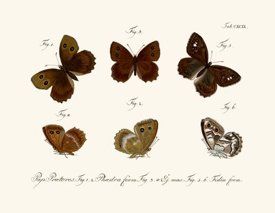 Mariposas de German School