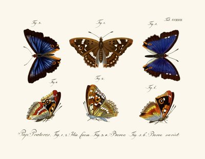 Mariposas de German School