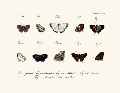 Mariposas de German School