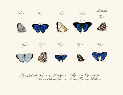 Mariposas de German School
