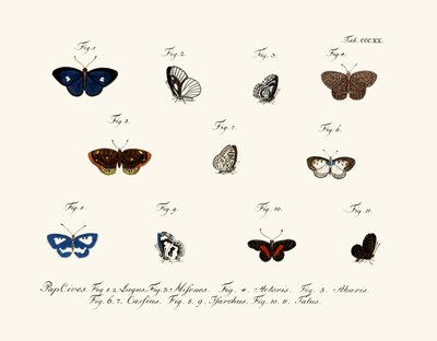 Mariposas de German School