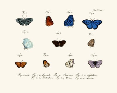Mariposas de German School