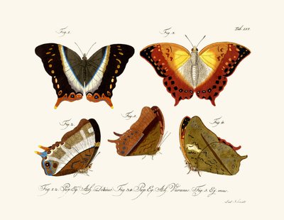 Mariposas de German School