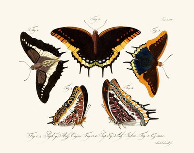 Mariposas de German School