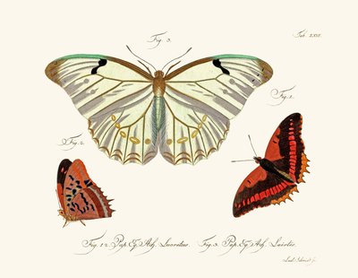 Mariposas de German School