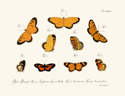 Mariposas de German School