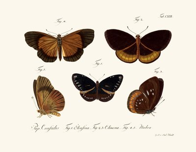 Mariposas de German School