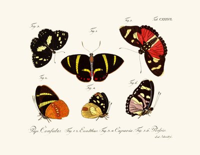 Mariposas de German School
