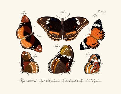Mariposas de German School