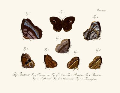 Mariposas de German School