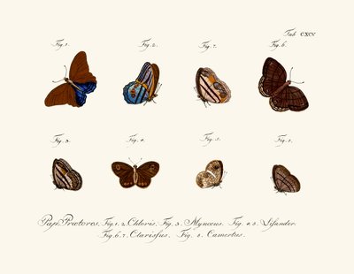 Mariposas de German School