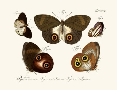 Mariposas de German School