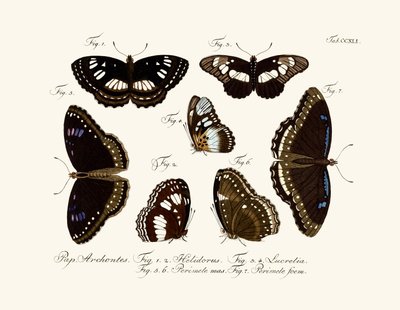 Mariposas de German School