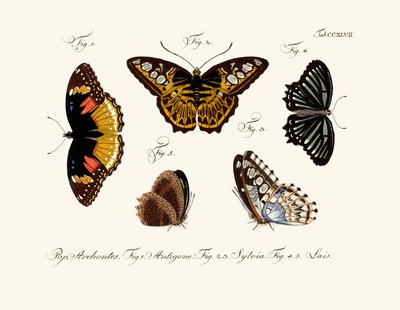 Mariposas de German School