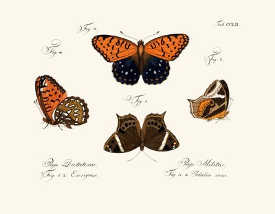 Mariposas de German School