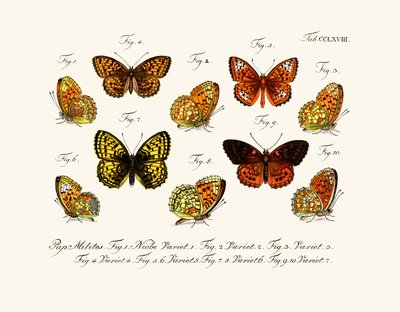 Mariposas de German School