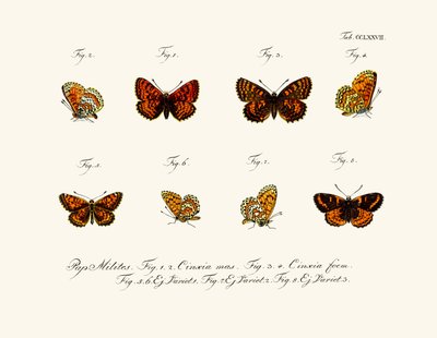 Mariposas de German School