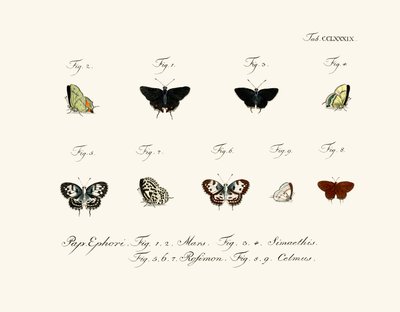 Mariposas de German School
