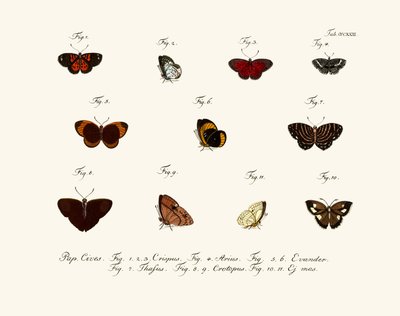 Mariposas de German School