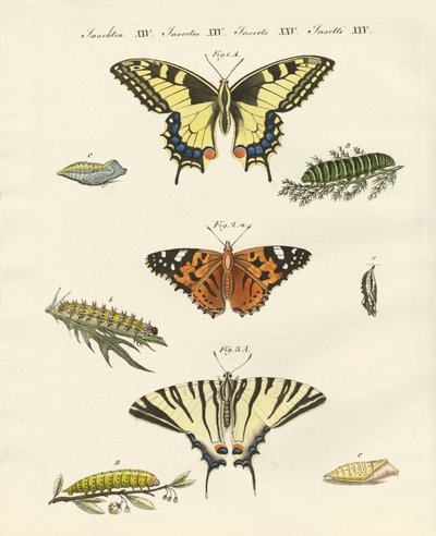 Mariposas de German School