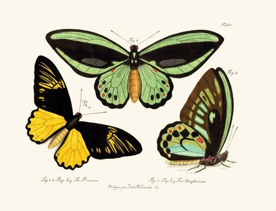 Mariposas de German School