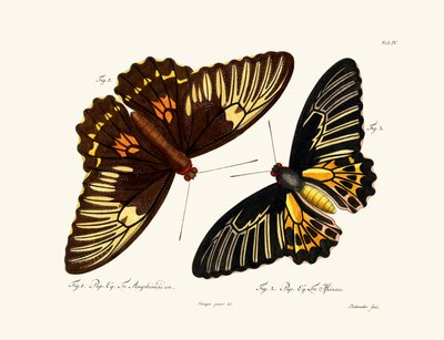 Mariposas de German School