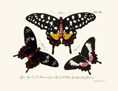 Mariposas de German School