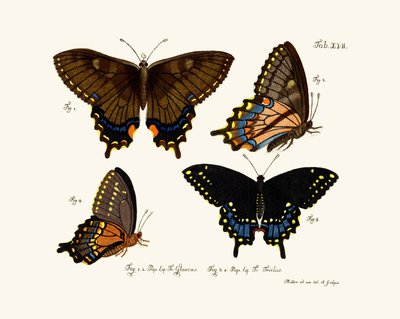 Mariposas de German School