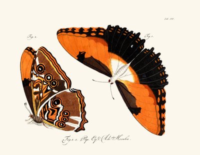 Mariposas de German School
