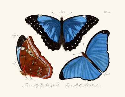 Mariposas de German School
