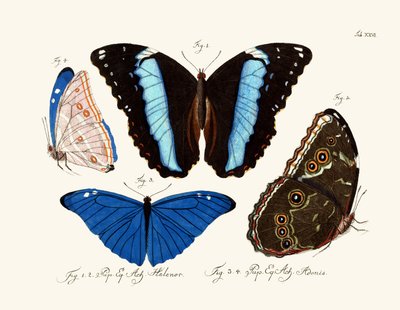Mariposas de German School
