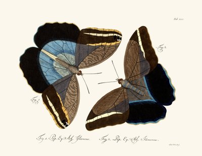 Mariposas de German School