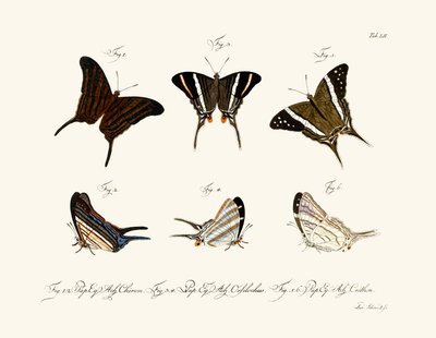 Mariposas de German School