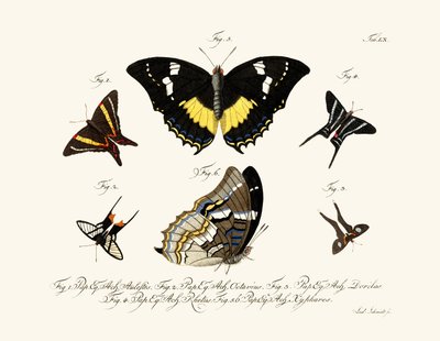 Mariposas de German School